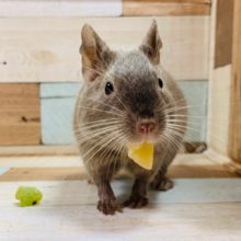 慣れてきます♪デグー(チョコレート)さん☆