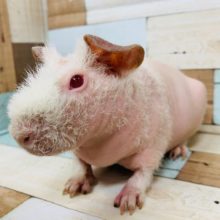 顔周りカキカキ大好き♡スキニーギニアピッグさん♪