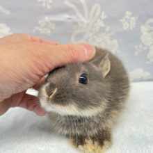 食べるわよ💛ネザーランドドワーフラビット（ブルー系）女の子　2022年4月生まれ
