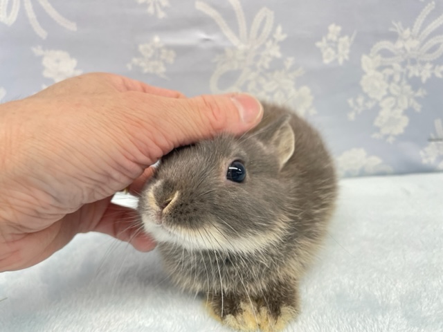 食べるわよ💛ネザーランドドワーフラビット（ブルー系）女の子　2022年4月生まれ