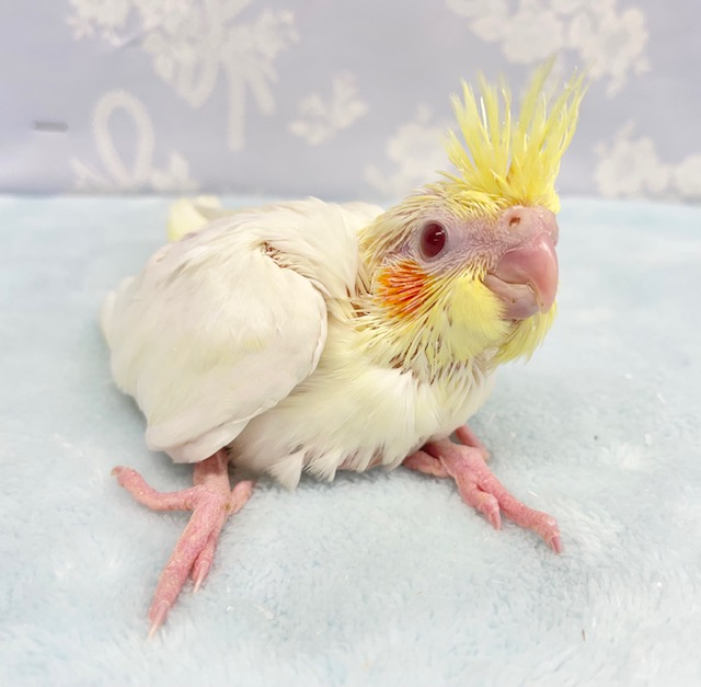 大人気💛オカメインコ（ルチノー）２０２２年４月生まれ