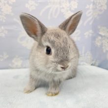 元気いっぱい💛ネザーランドドワーフラビット（グレー系）男の子　2022年4月生まれ