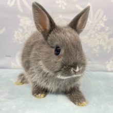 大人気💛ネザーランドドワーフラビット（ブルー系）女の子　2022年4月生まれ