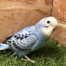 定番カラー　　セキセイインコ　オパーリン　R４　５／４撮影