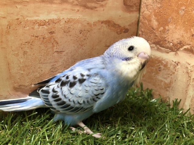 定番カラー　　セキセイインコ　オパーリン　R４　５／４撮影