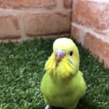 ライトグリーンが眩しい　セキセイインコ　スパングル　Ｒ４　５／４撮影