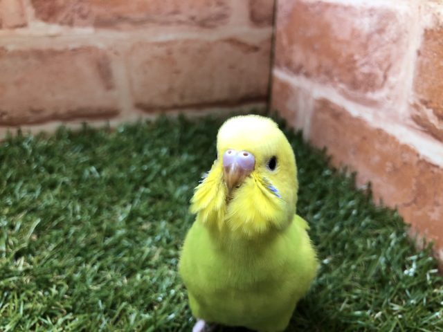 ライトグリーンが眩しい　セキセイインコ　スパングル　Ｒ４　５／４撮影