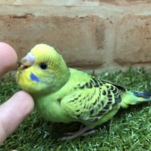 人気カラーです！　セキセイインコ　オパーリン　R4　５／４撮影