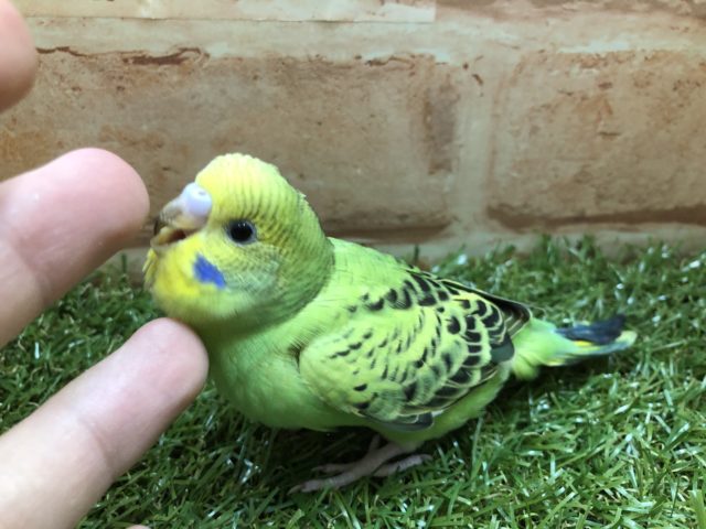 人気カラーです！　セキセイインコ　オパーリン　R4　５／４撮影