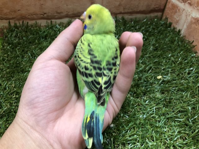 セキセイインコ