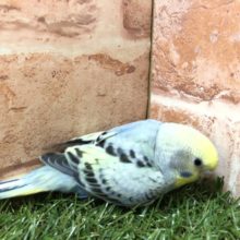 ちょいと渋めなカラー　　セキセイインコ　レインボー　Ｒ４　５／４撮影