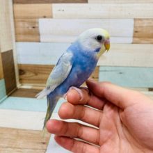 目がまんまる♪セキセイインコさん！！