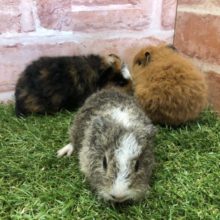 チリチリ姉妹？　テディモルモット　R４　５／１８撮影