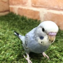 渋い色ですね　セキセイインコ　オパーリン　R４　５／２５撮影