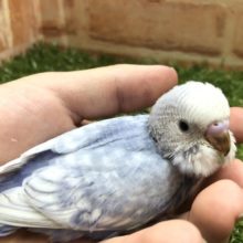 ライラックに見えなくもない？　セキセイインコ　スパングル　R４　５／２５撮影