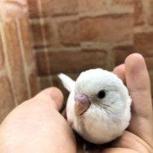 アルビノ？　いえいえ黒目の子です　セキセイインコ　ダブルファクター　R４　５／２５撮影