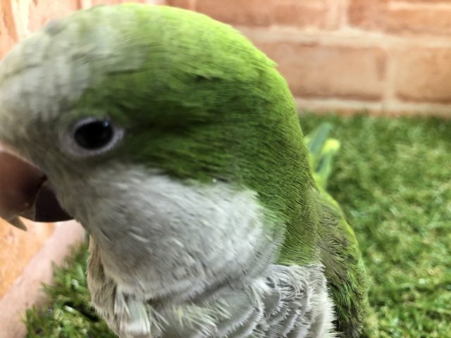 オキナインコ