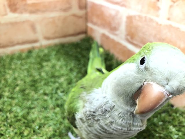 オキナインコ