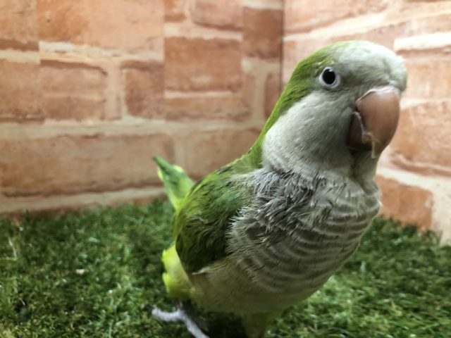 オキナインコ