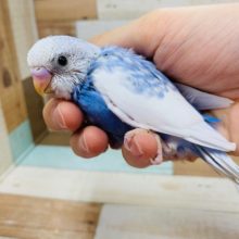 青空と雲みたいなセキセイインコ(スパングルパイド)さん！！