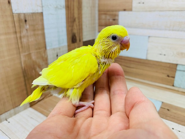 セキセイインコ