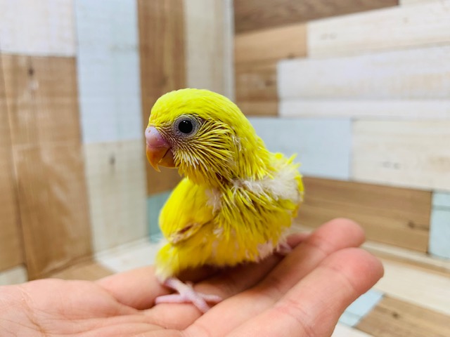 セキセイインコ