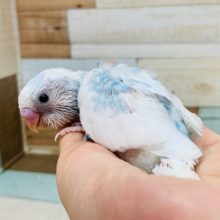 白が多めで爽やかカラー☆セキセイインコ(スパングルパイド)さん！