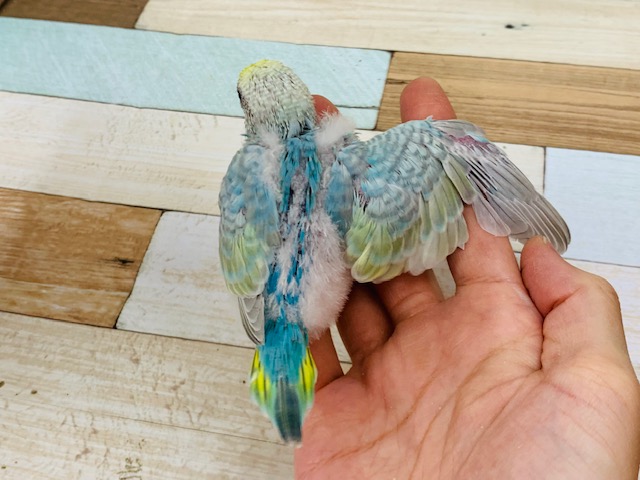 セキセイインコ