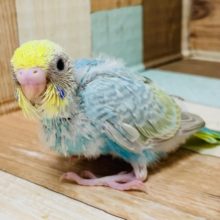 がっしり掴んで離しません!!セキセイインコ(パステルレインボー)さん☆