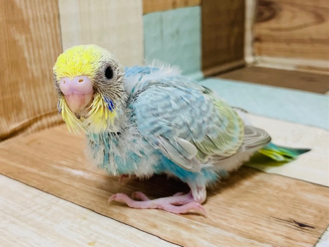 がっしり掴んで離しません!!セキセイインコ(パステルレインボー)さん☆