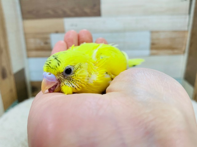 セキセイインコ