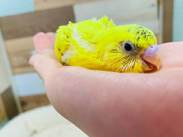 セキセイインコ