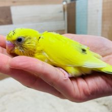 手のひらでもごはん催促が止まらない！セキセイインコ(ハルクイン)さん☆