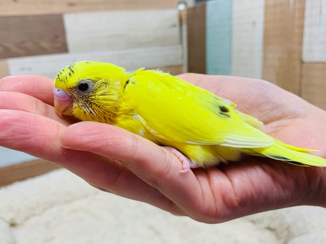 手のひらでもごはん催促が止まらない！セキセイインコ(ハルクイン)さん☆