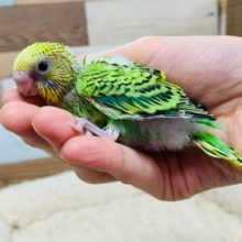 キウイカラー♪おててが落ち着くんです♡セキセイインコ(オパーリン)さん☆