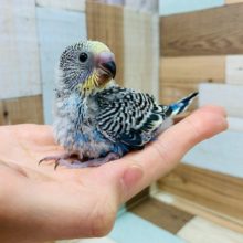 風切羽根がキレイ♡セキセイインコ(ノーマル)さん！
