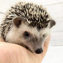 抱っこできます！ヨツユビハリネズミ（ノーマル）　女の子