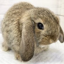 明るめチェスナット！ロップイヤーラビット来ました！