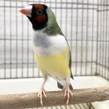 たまらんかわいい～🐥 コキンチョウ(ノーマル)