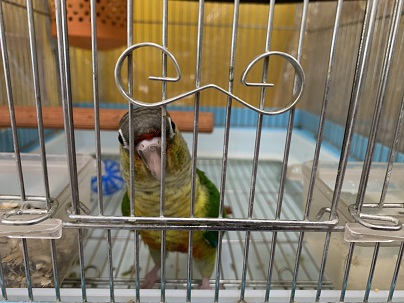 ワキコガネウロコインコ