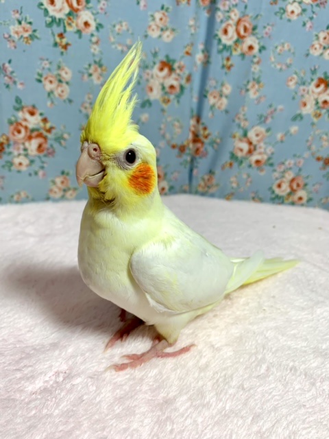 オカメインコ