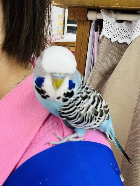 ジャンボセキセイインコ