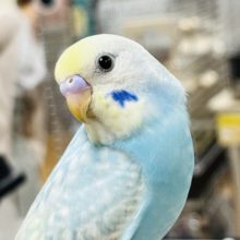 【最新画像あり！カゴデビューしました！】マイペースな子☆セキセイインコ(レインボー)