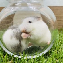 最新画像アリ☆あと１匹！可愛いお顔で、すばしっこい！！ロボロフスキーハムスターブルーパイド♪