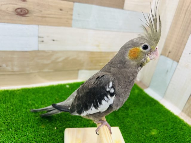 オカメインコ