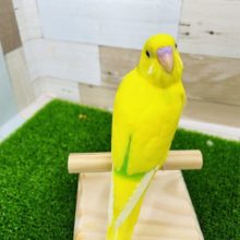 最新画像更新☆ちょっと変わってます～パイドのセキセイインコ入荷です。