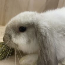 垂れ耳うささん！！激カワさん！　サイアミーズスモークパール　男の子