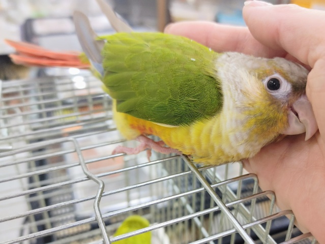 ホオミドリウロコインコ