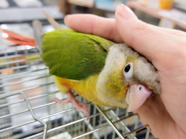 ホオミドリウロコインコ