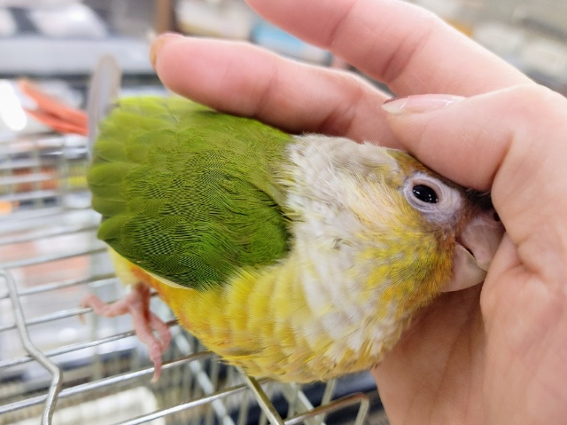 ホオミドリウロコインコ